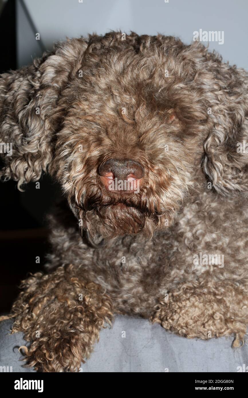 Hund Nase Nahaufnahme lagotto romagnolo Moderne hochwertige Druck Stockfoto