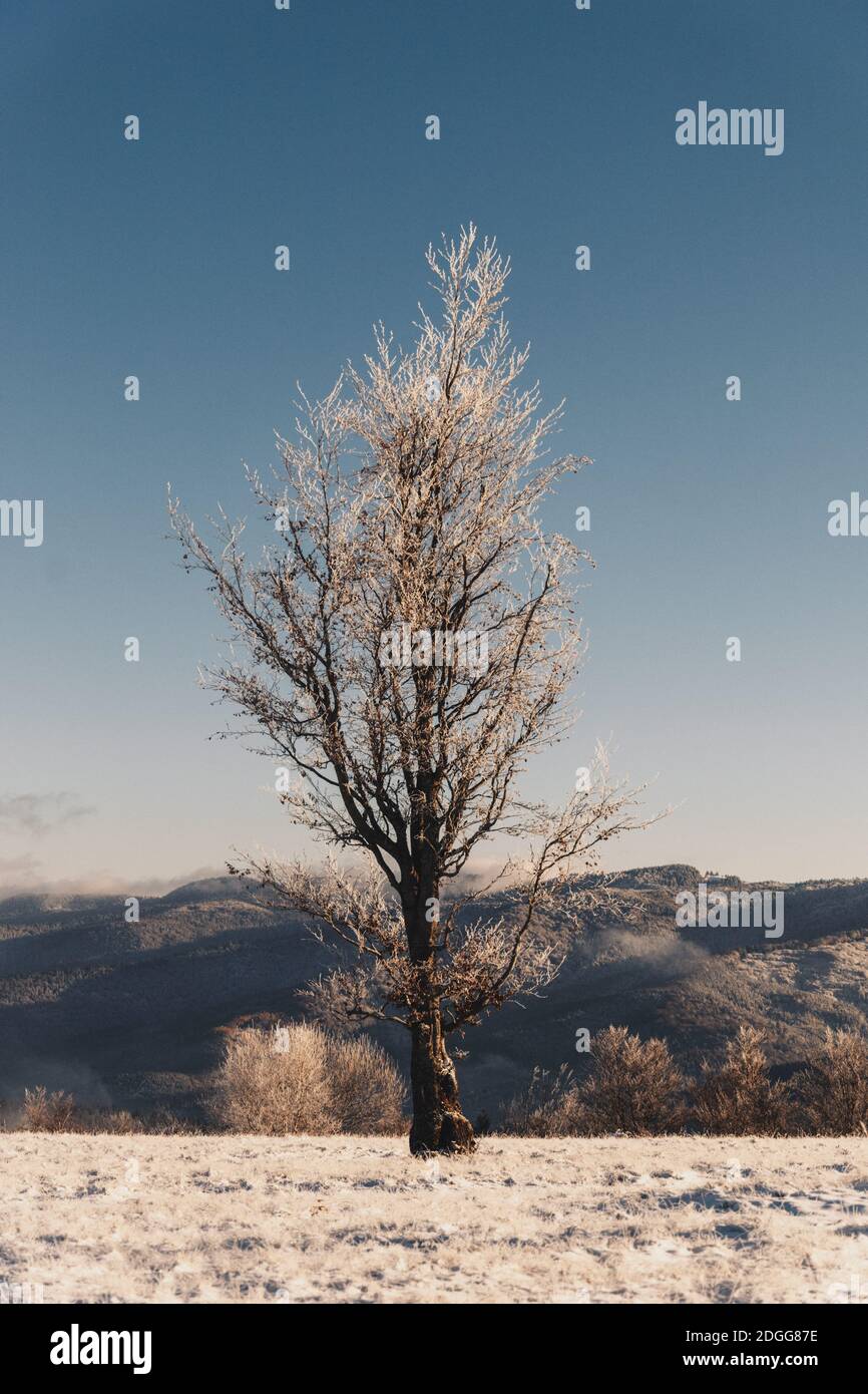 Weiß, Landschaft, Schnee, Feld, Natur, Himmel, Straße, Eis, Winter, Land, Transport, Sonne, blau, Sonnenlicht, Weg, Baum, Tag, Wetter, Frost, Szene, col Stockfoto