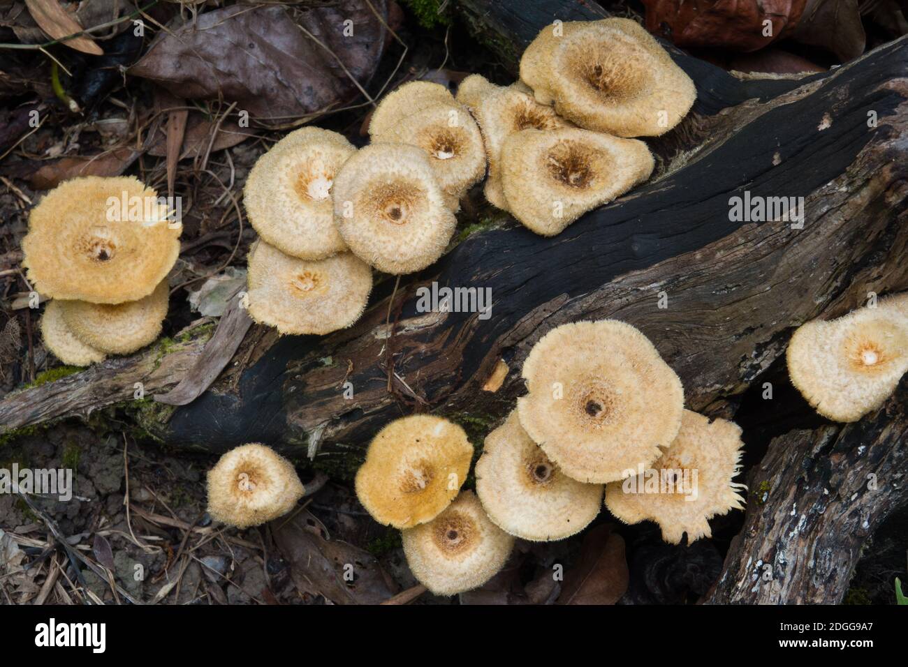 Cluster von Lentinus crinitus Pilzen, die auf Baumstamm im Waldunterwuchs wachsen. Dezember 2020. Daintree National Park, Queensland, Australien Stockfoto
