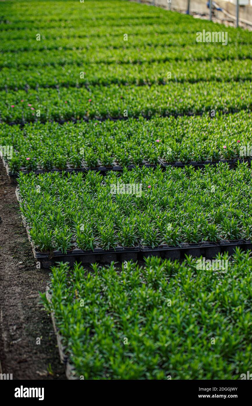Junge Pflanzen in einem Gewächshaus. Produktionsblumen. Pflanzen ernten im Gewächshaus. Stockfoto