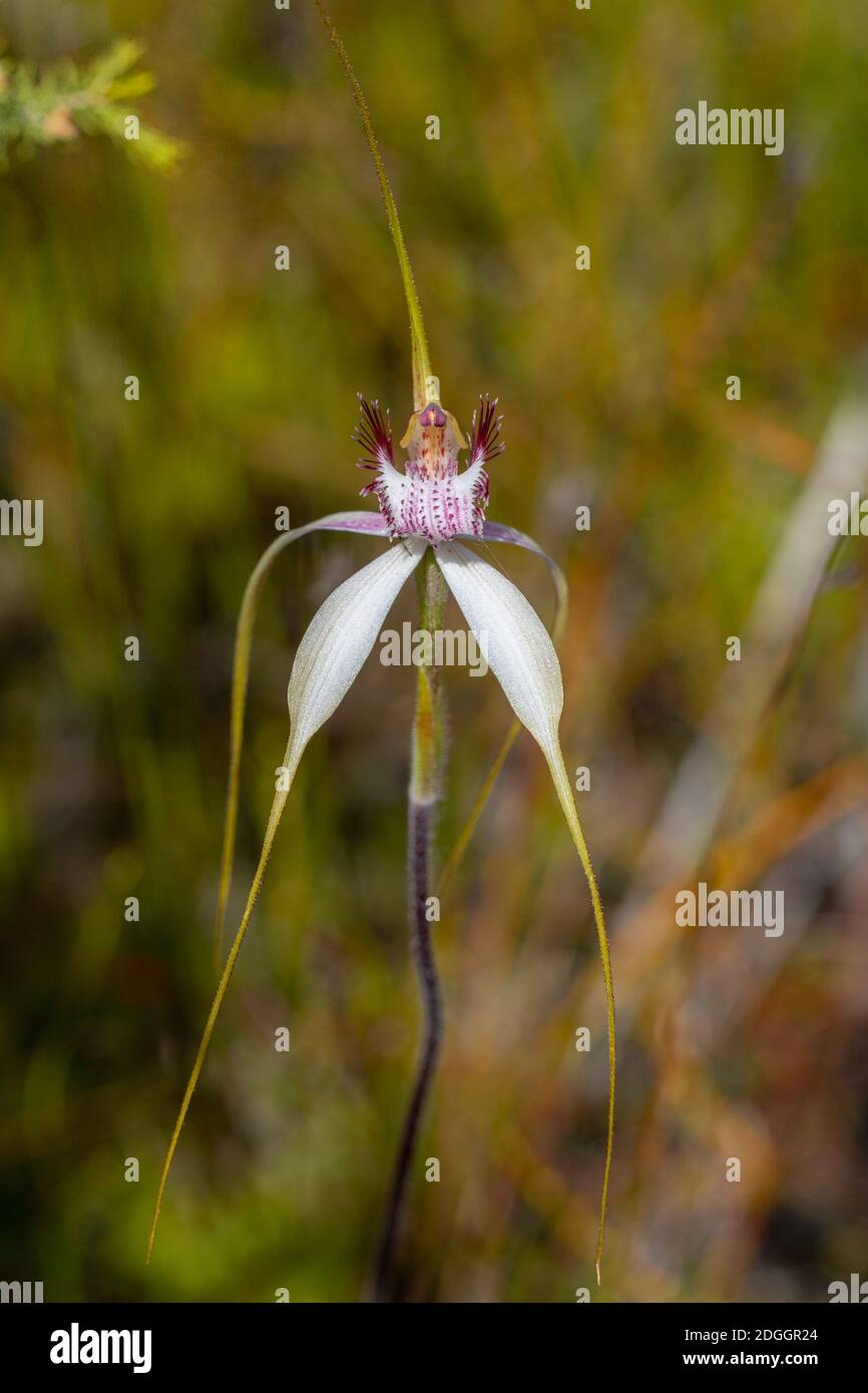 Blumen der wunderschönen Spider Orchids (Caladenia sp.) im Cape Le Grand National Park östlich von Esperance, Westaustralien Stockfoto