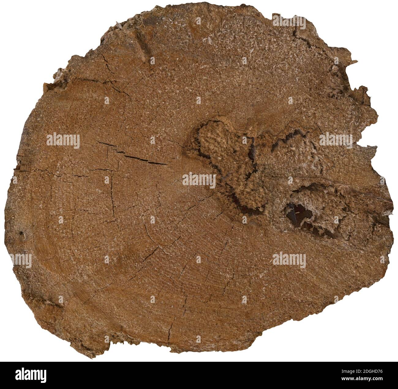 Gesägter Stamm mit Holztextur auf weißem Grund. Stockfoto