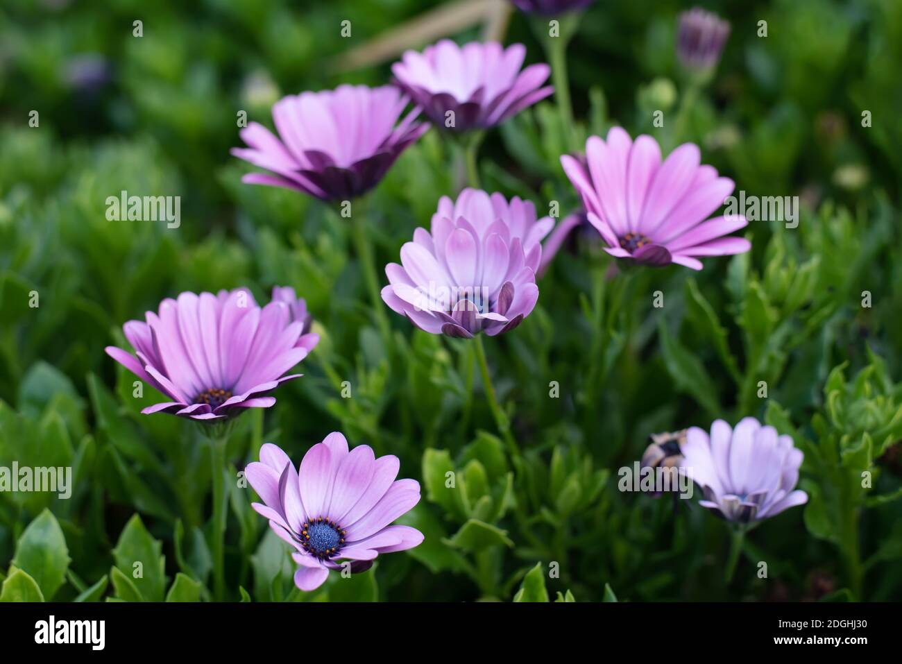 Osteospermum lila blühende Blumen im Garten Stockfoto