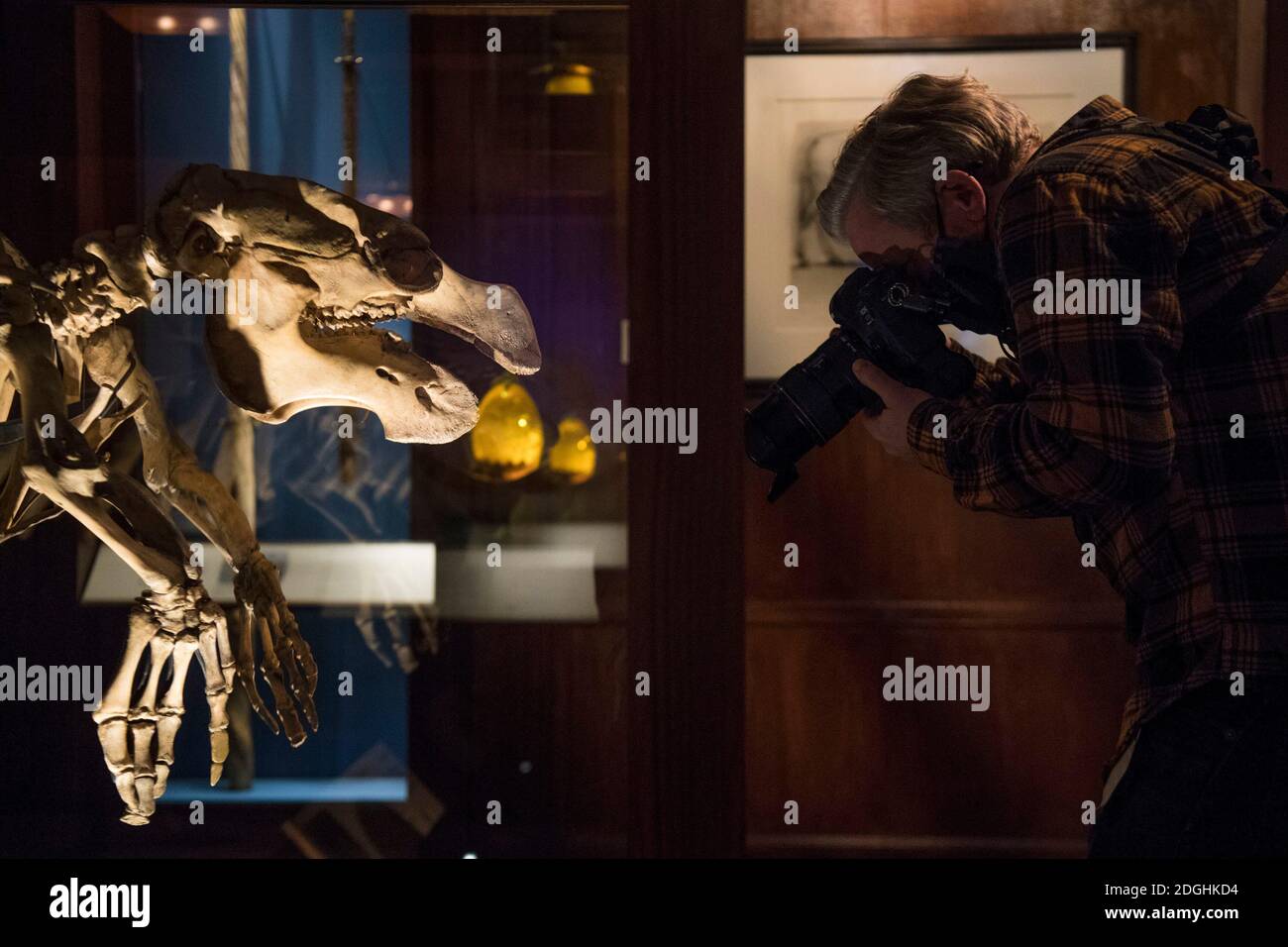 Ein Medienmitglied fotografiert ein Manatee-Skelett während einer Vorschau von Fantastic Beasts: The Wonder of Nature im Natural History Museum in London. Die Ausstellung untersucht die Verbindungen der natürlichen Welt mit mythischen Tieren wie Drachen, Einhörnern und Meeresmonstern und den Tieren, die in der Zauberwelt zu sehen sind. Stockfoto
