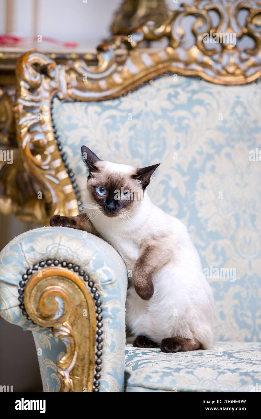 Schöne seltene Rasse der Katze Mekongsky Bobtail weibliche Haustier Katze Ohne Schwanz sitzt Interieur der europäischen Architektur auf Retro-Vintag Stockfoto