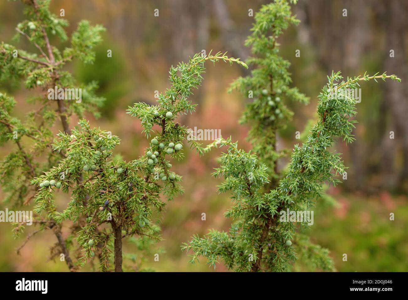 Grünen Wacholderbüschen im Norden Finnland Wald Stockfoto