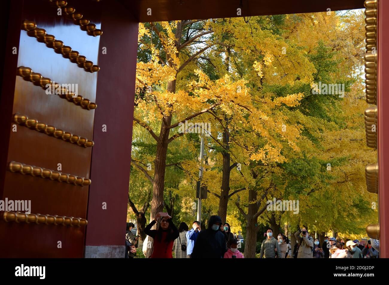 Gingko Tress verwandeln sich in gelbe und gefallene Blätter Haufen auf dem Boden am Tempel der Erde, mit alten Stil Architekturen, die um, B Stockfoto