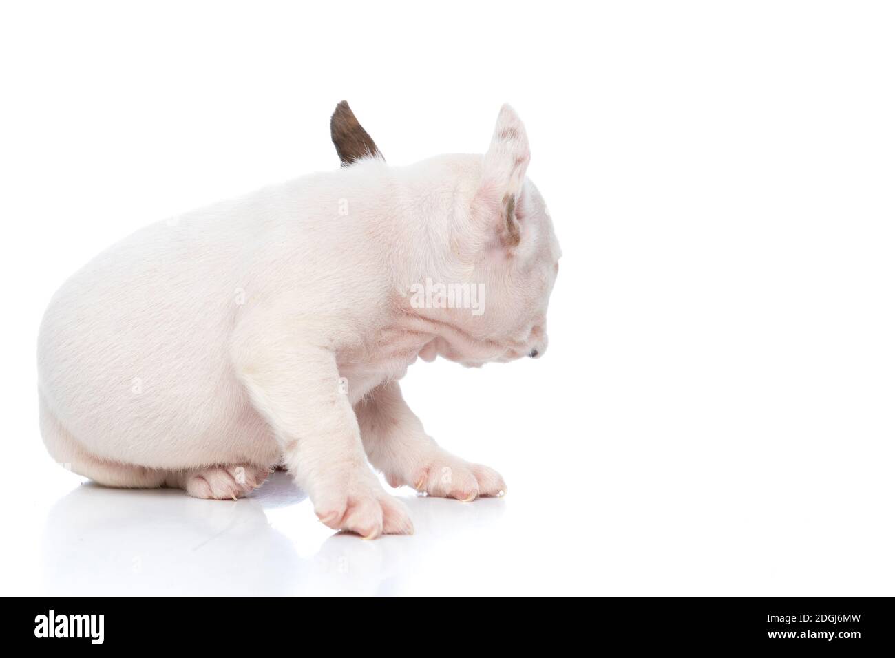 Weißer französischer Bulldogge schaut weg von der Kamera und Sitzen vor weißem Hintergrund Stockfoto