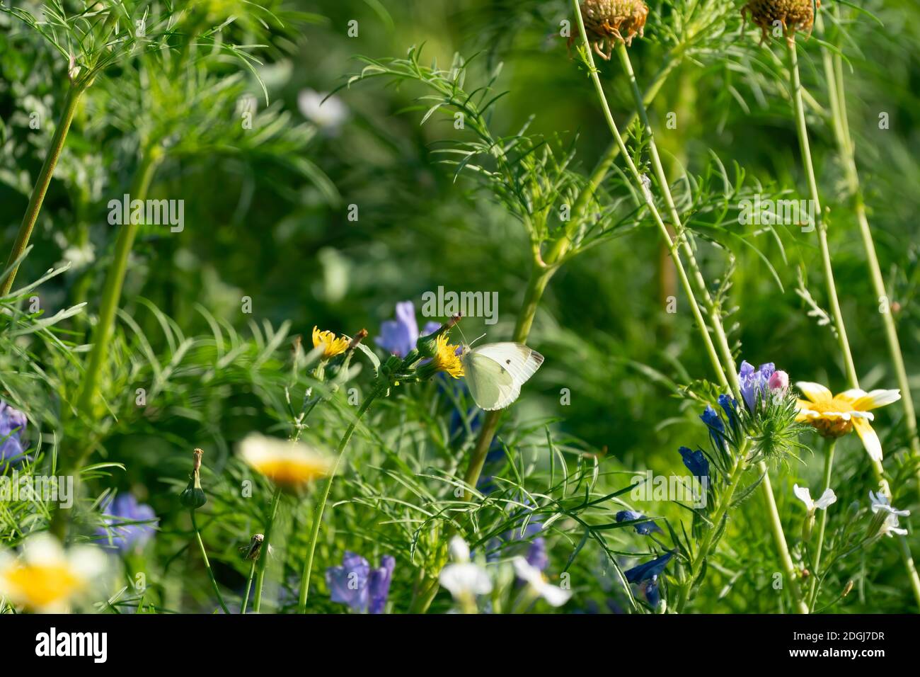 Ein Schmetterling auf einem Löwenzahn in einem Blumenfeld. Hintergrundkonzept. Stockfoto