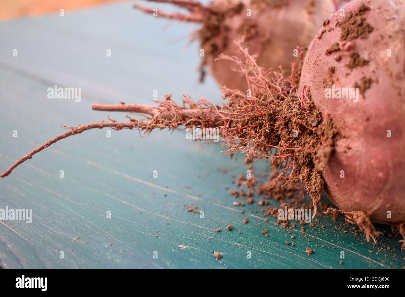 Nahaufnahme der Rübenwurzeln auf dem Holztisch Stockfoto