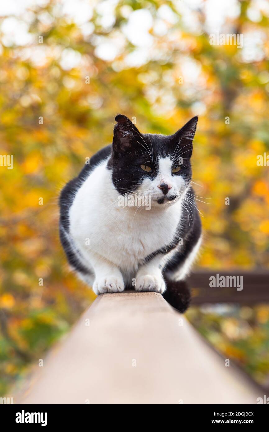 Die schwarze und weiße Katze sitzt im Herbst auf gefallenen Blättern. Stockfoto