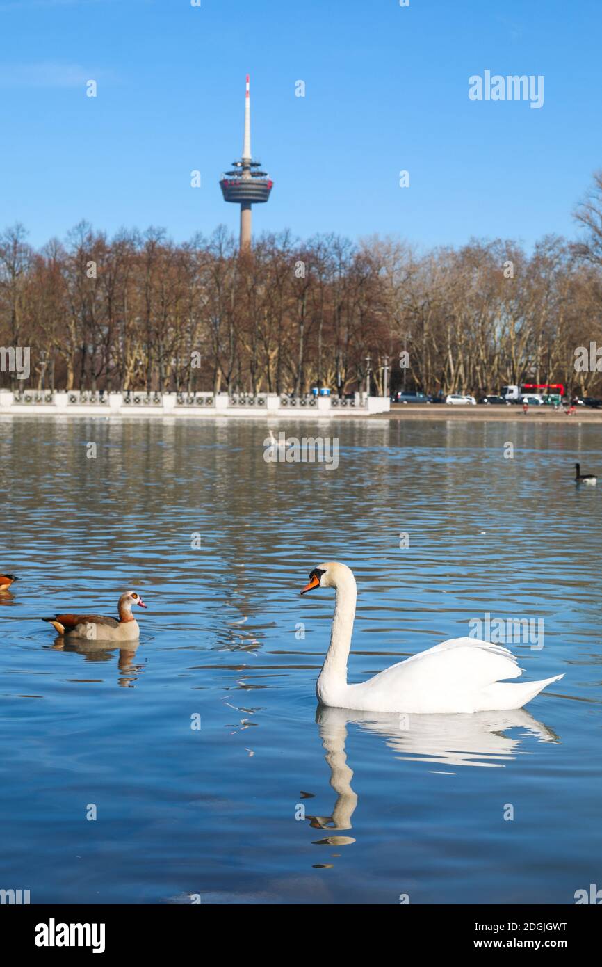 Schwäne und Enten schweben im Hintergrund auf dem See Colonius Broadcasting Tower in Köln Deutschland Stockfoto