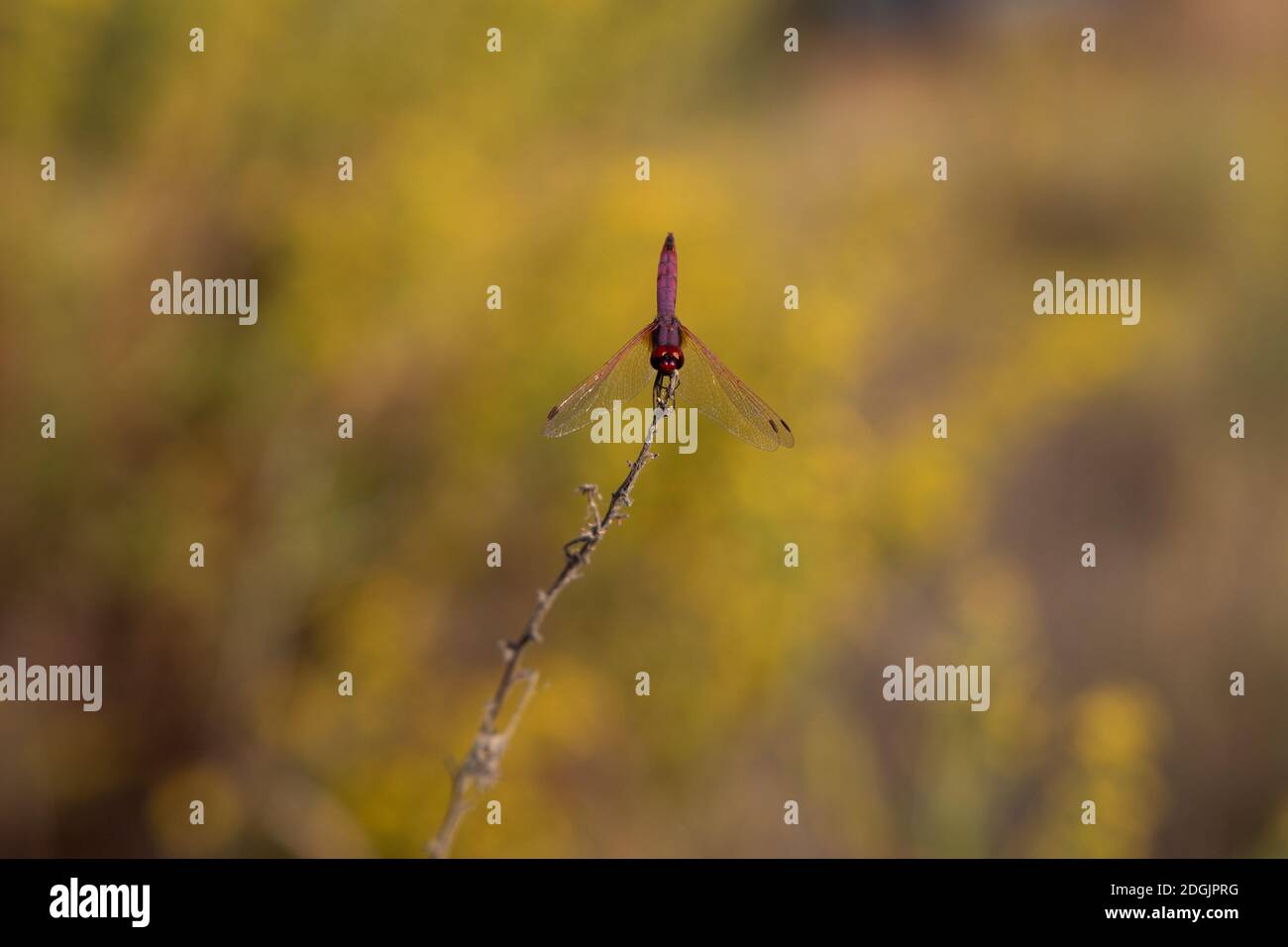 Libelle Insekt steht noch auf Zweig im Sommer Umwelt Naturfeld Hintergrund. Stockfoto