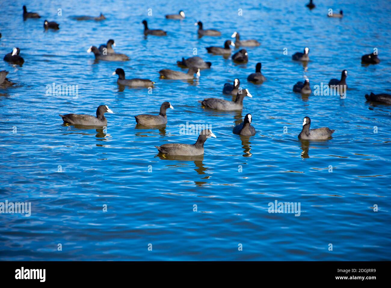 Wasservögel American Coots schwimmend auf Blue Lake Titeryengol in Sorgun Antalya Türkei Stockfoto