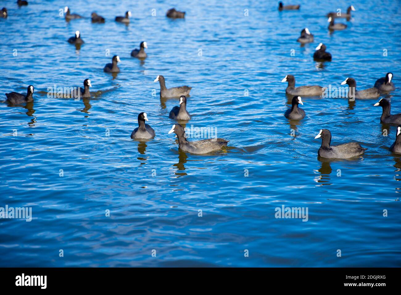 Wasservögel American Coots schwimmend auf Blue Lake Titeryengol in Sorgun Antalya Türkei Stockfoto