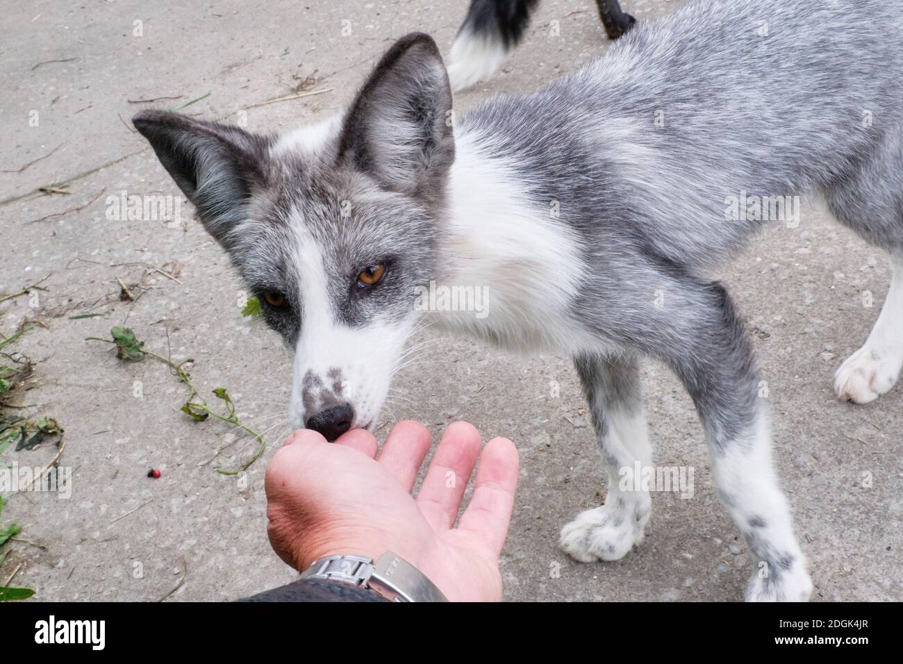 Gezähmte Füchse, die mit der Hand des Menschen spielen Stockfoto