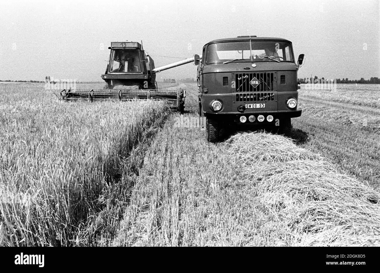 03. August 1985, Sachsen, Eilenburg: Ein Jugenderntekomplex, bestehend aus einem Mähdrescher E 512 und einem LKW W 50, fährt Mitte der 1980er Jahre während der Getreideernte über ein Feld vor Eilenburg. Genaues Aufnahmedatum nicht bekannt. Foto: Volkmar Heinz/dpa-Zentralbild/ZB Stockfoto