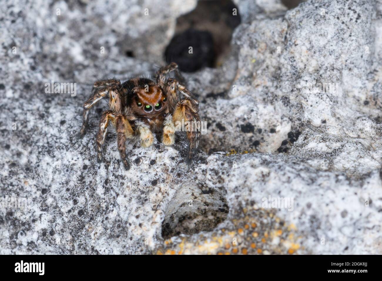 V-Fleck-Springspinne, Springspinne, Männchen, Aelurillus V-insignitus, Attus V-insignitus, Ictidops V-insignitus, Springspinnen, Salticidae, Springen s Stockfoto