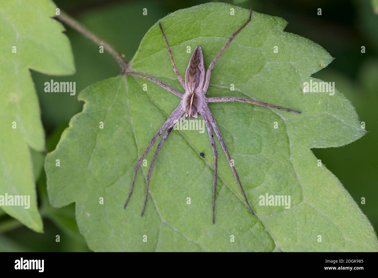 Listspinne, raubspinne Pisaura mirabilis, Brautgeschenkspinne,, fantastisches Fischen Spinne, Baumschule Web spider, la Pisaure bewundernswert Stockfoto