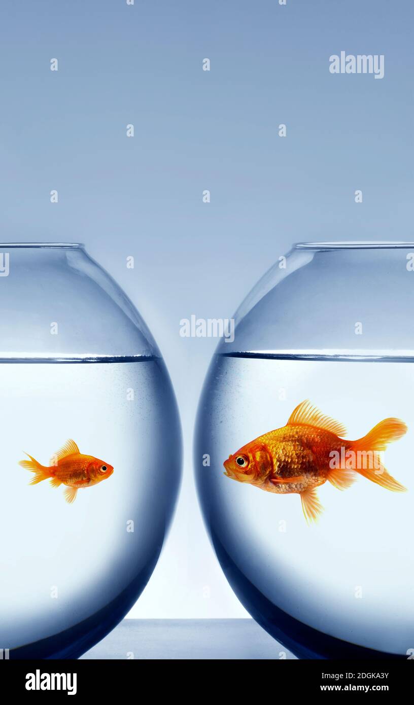 Große und kleine Goldfische Stockfoto