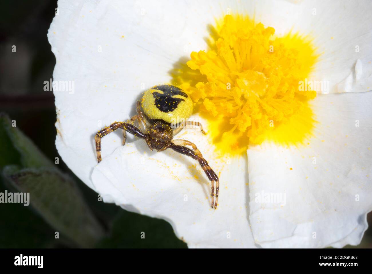 Südliche Glanz-Krabbenspinne, loert auf Blüten einer Zistrose auf Beute, Südliche Glanzkrabbenspinne, Krabbenspinne, Synema globosum, Synaema globosum Stockfoto