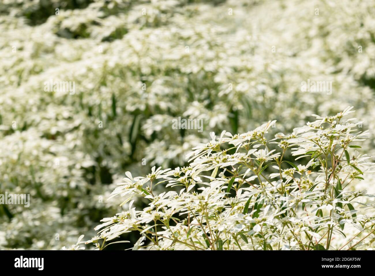 Weiße Pascuita-Blüten Stockfoto