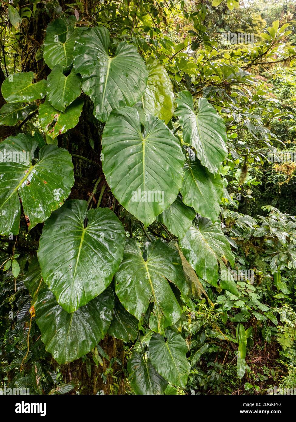 Die Philodendron sind immergrüne, mehrjährige Pflanzen, die als Wurzelkletterer wachsen können. Sie können Wachstumshöhen von bis zu 6 Metern erreichen. Auch bekannt als h Stockfoto