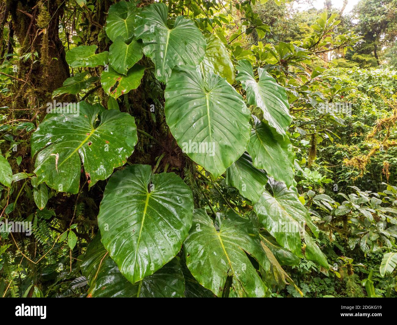 Die Philodendron sind immergrüne, mehrjährige Pflanzen, die als Wurzelkletterer wachsen können. Sie können Wachstumshöhen von bis zu 6 Metern erreichen. Auch bekannt als h Stockfoto