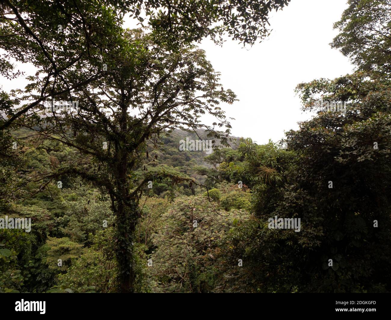 Wanderung durch den Regenwald in Costa Rica. Die Bäume streben gegen das Licht und sind sehr groß geworden. Epiphyten überwachsen jeden Baum. Stockfoto