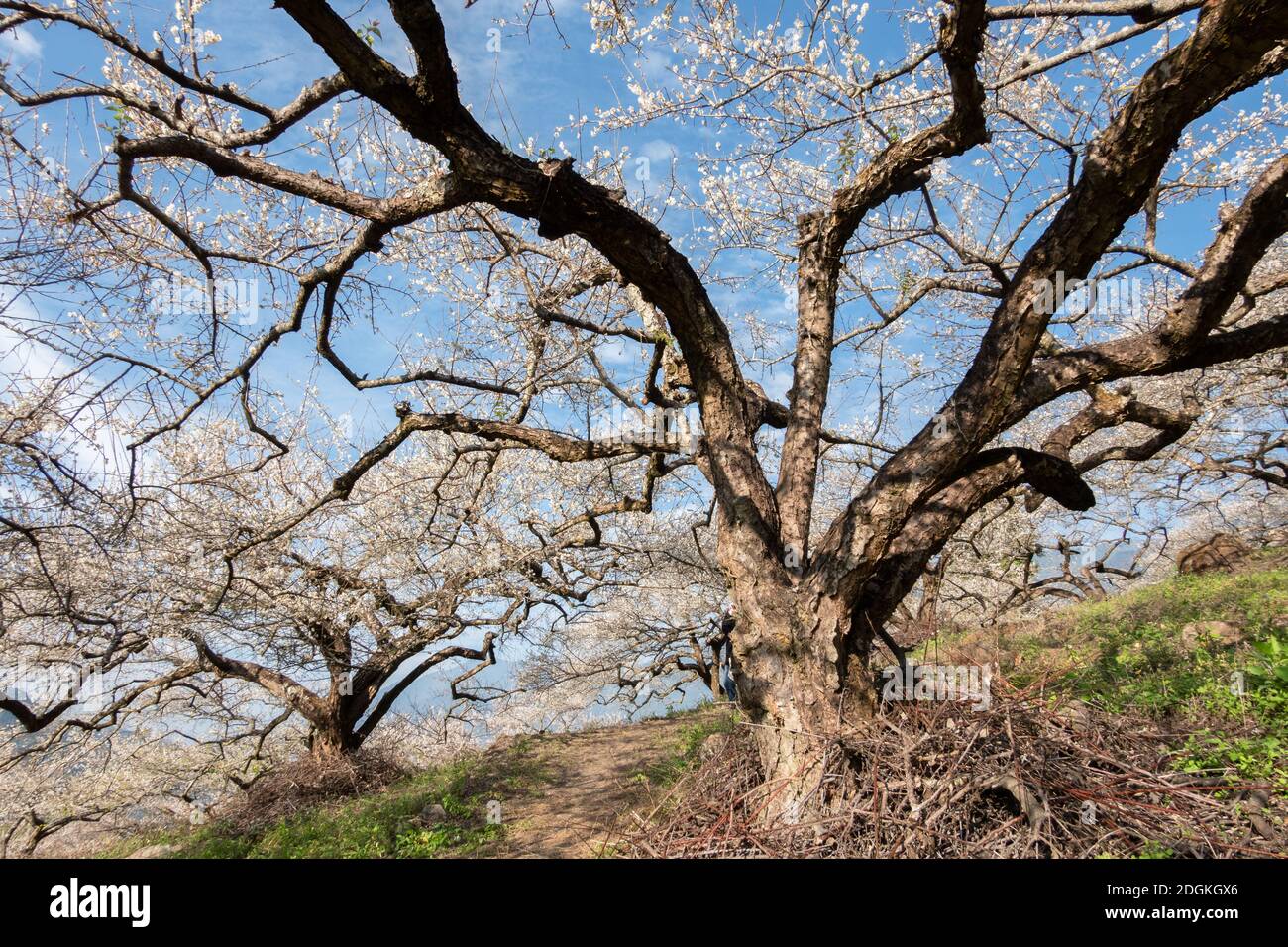 Weiße Pflaumenblüten Stockfoto