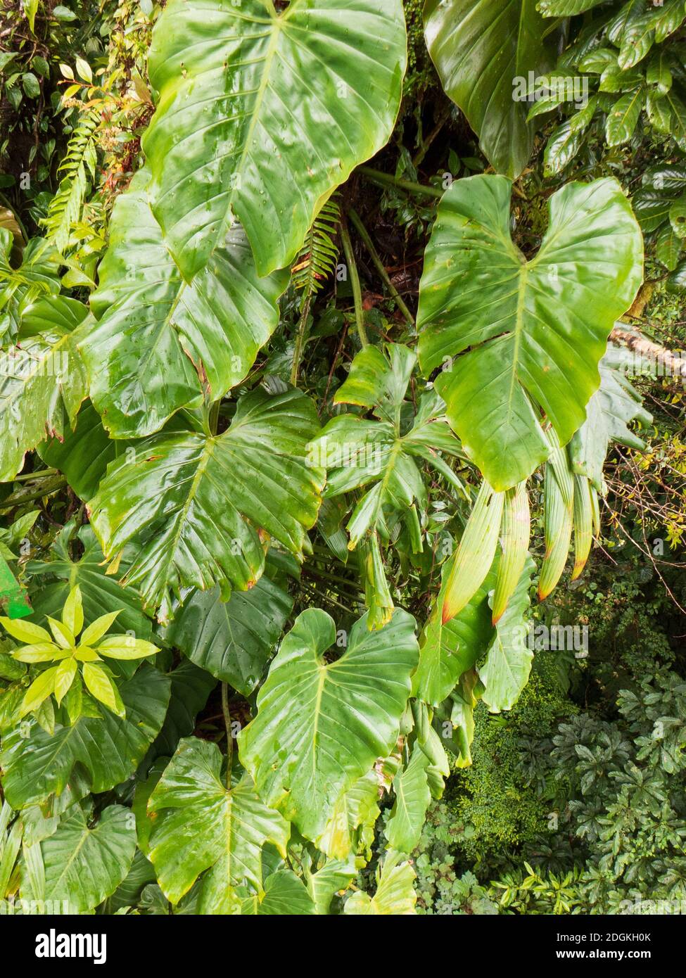 Die Philodendron sind immergrüne, mehrjährige Pflanzen, die als Wurzelkletterer wachsen können. Sie können Wachstumshöhen von bis zu 6 Metern erreichen. Auch bekannt als h Stockfoto