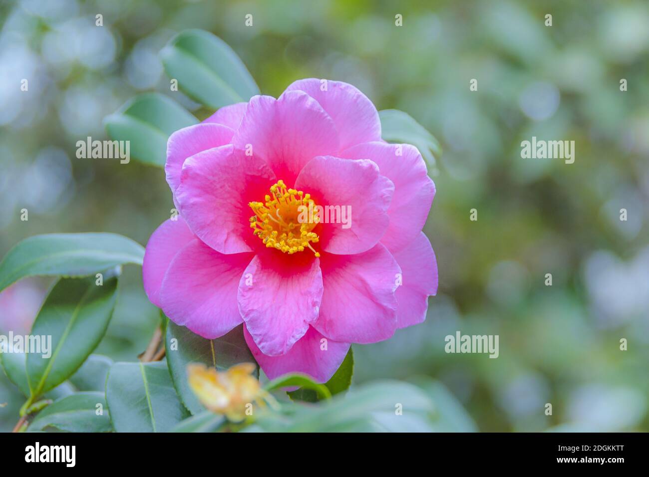Pink Flower, Imperial Palace Park, Tokio, Japan Stockfoto