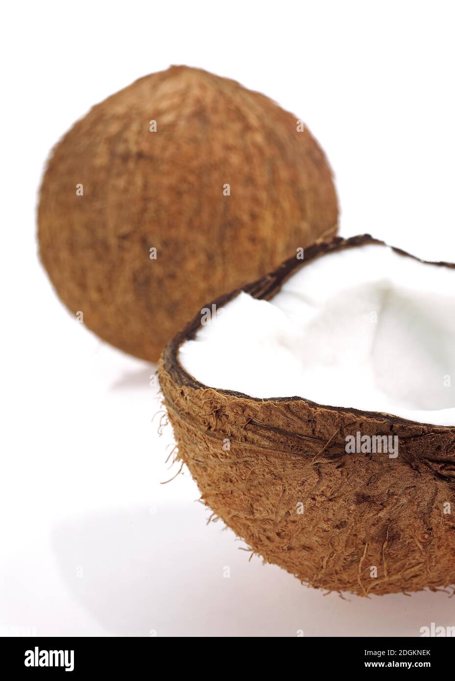 Kokosnuss, Cocos Nucifera, Früchte vor weißem Hintergrund Stockfoto