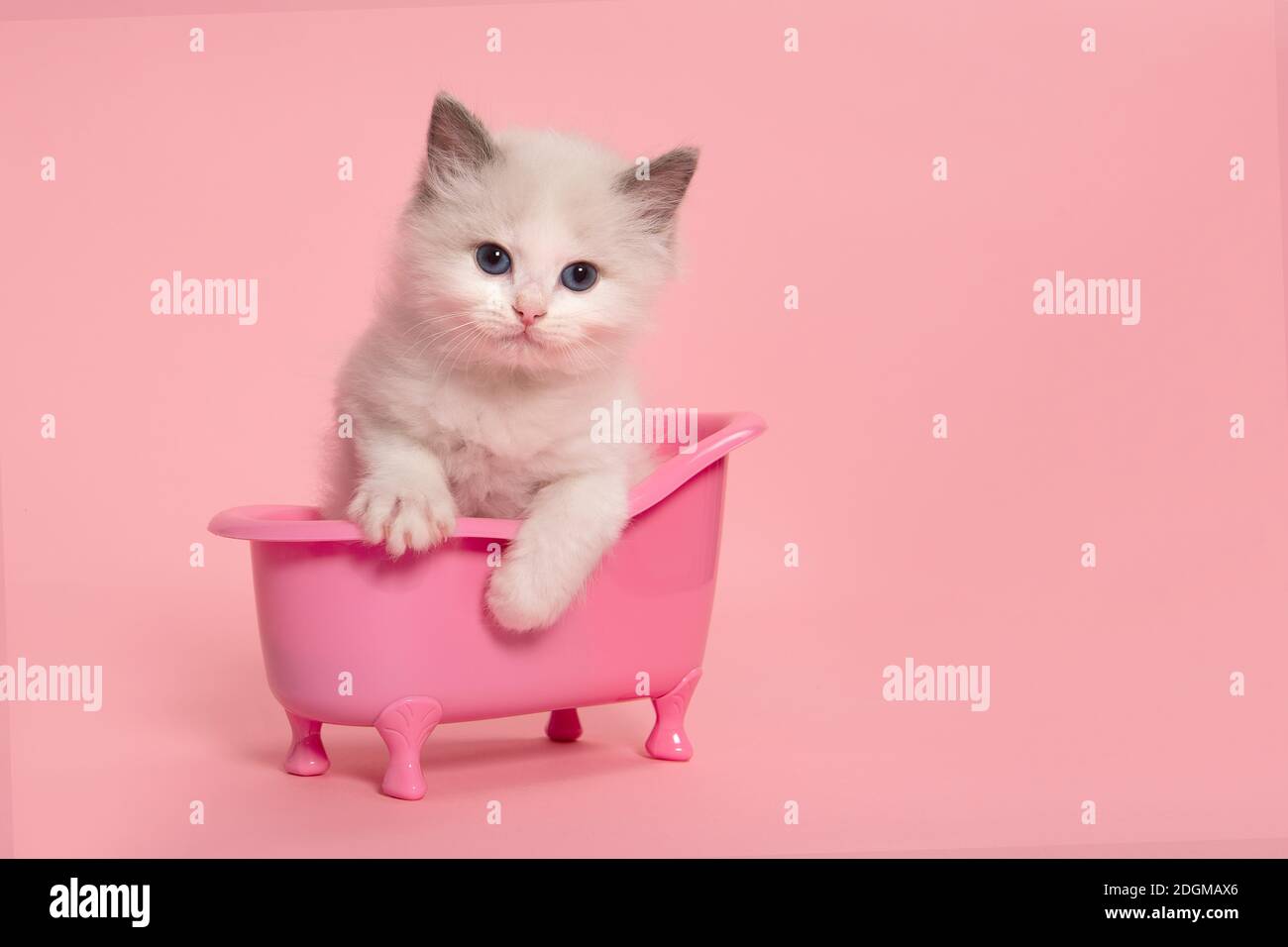 Niedliche Ragdoll Katze Kätzchen sitzt in einer rosa Badewanne auf Ein rosa Hintergrund, der auf die Kamera schaut und sich nach vorne lehnt Stockfoto