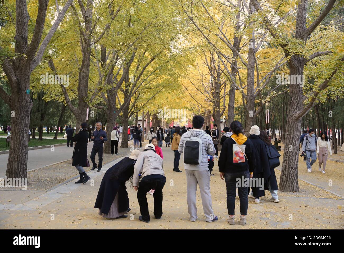 Die beste Zeit, um die Herbstlandschaft des Beijing Ditan Park zu genießen kommt, Ginkgo Blätter alle gelb, viele Touristen kommen zu besuchen und pH nehmen Stockfoto