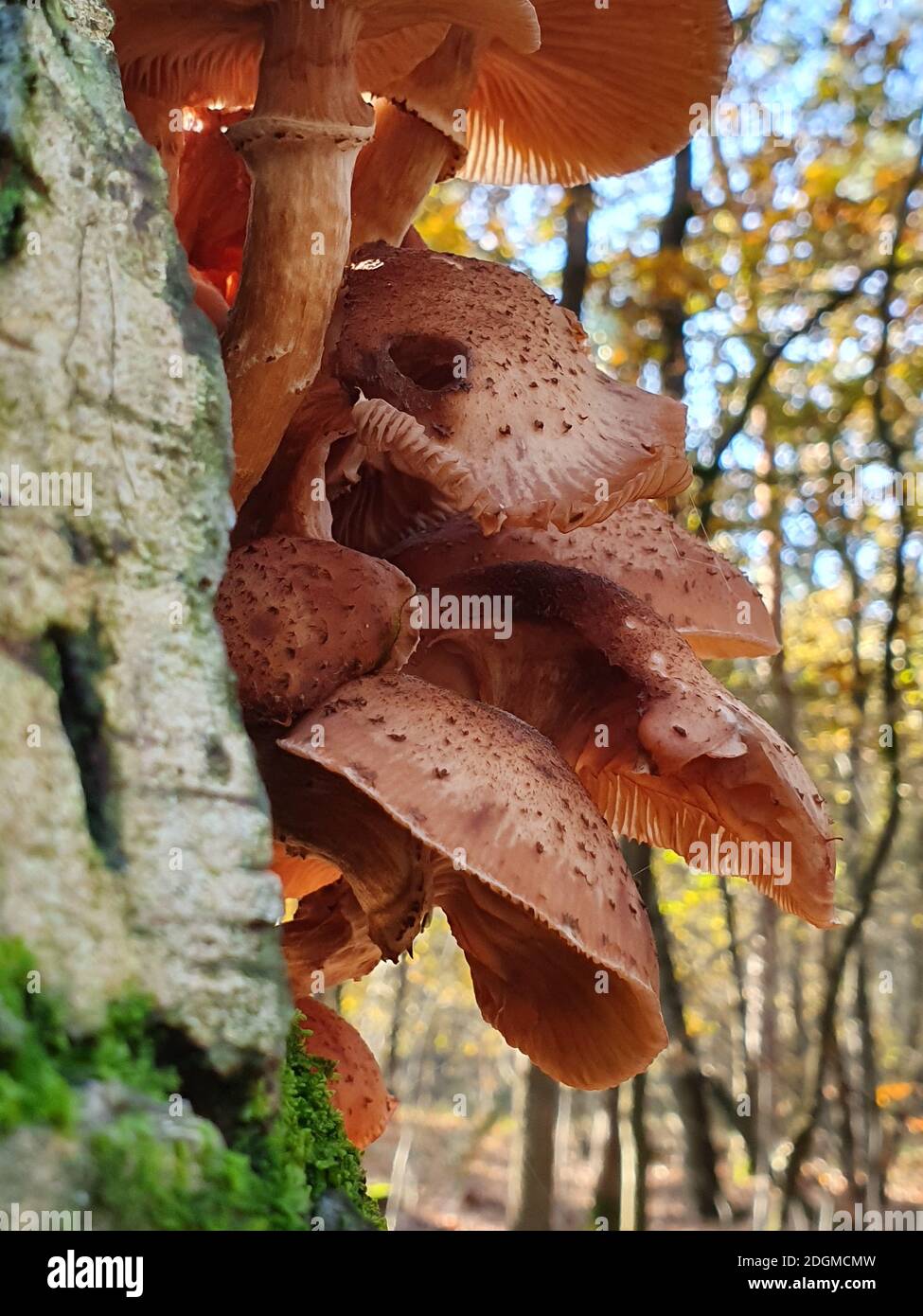Eine vertikale Aufnahme von Pilzen auf dem Baumstamm in Ein Herbstpark in den Niederlanden Stockfoto