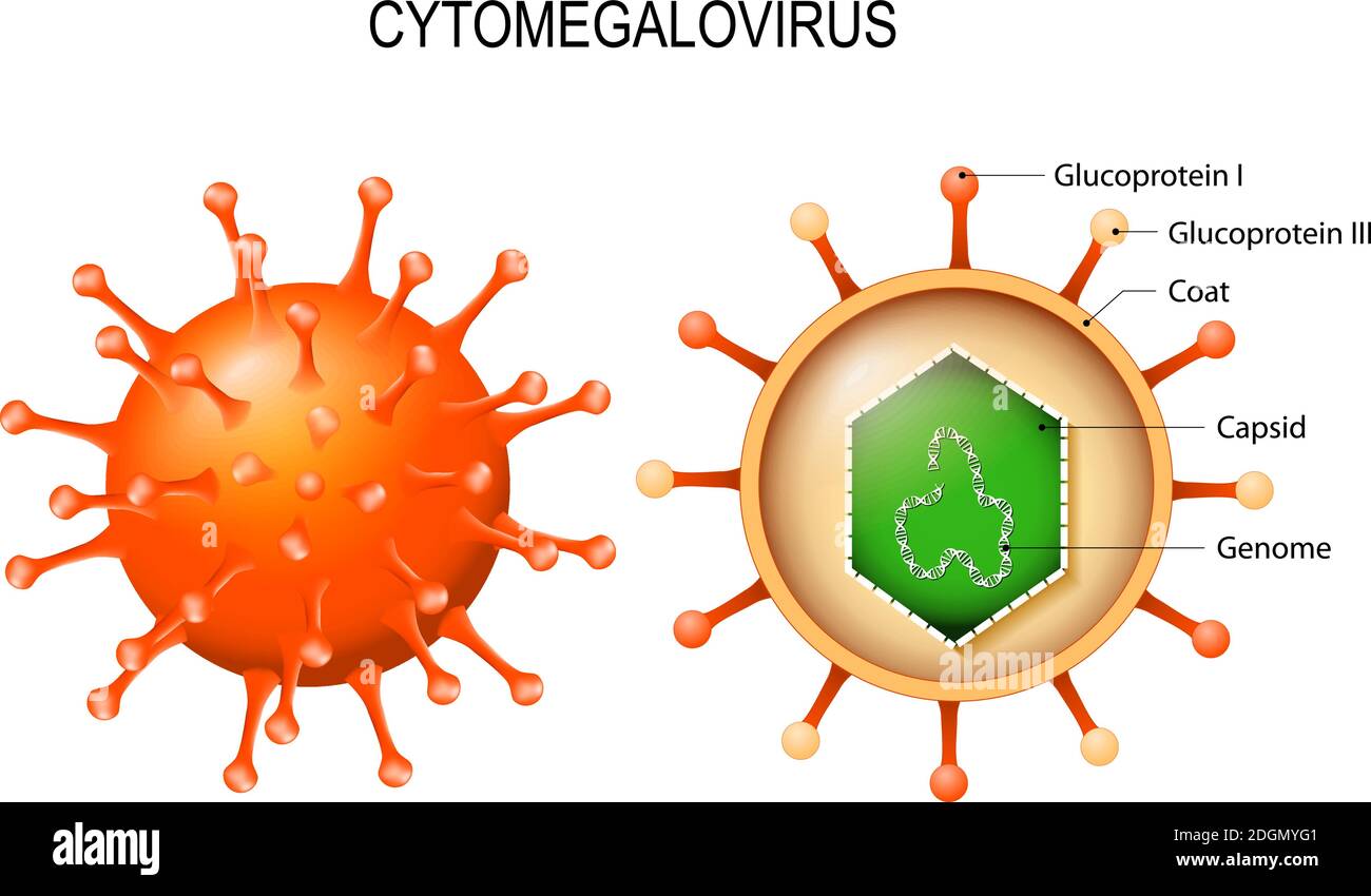 Cytomegalievirus. Struktur des Virions. Herpesvirus Typ 5. Blick nach