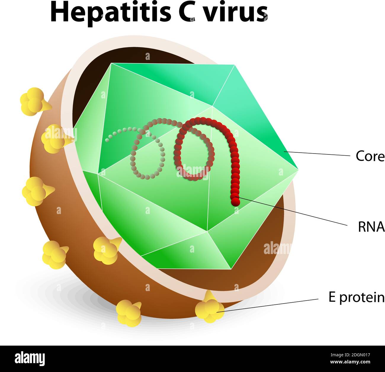 Hepatitis-C-Virus. HCV. Hepatitis ist eine Entzündung der Leber, die durch eine Gruppe von Viren verursacht werden kann. Stock Vektor