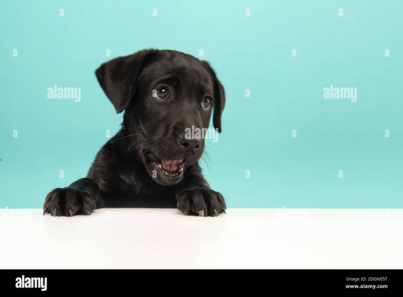 Porträt eines niedlichen schwarzen labrador Retriever Welpen auf einem Blauer Hintergrund mit ihm Pfoten auf einem weißen Tisch suchen Weg mit offenem Mund, als ob er spricht Stockfoto