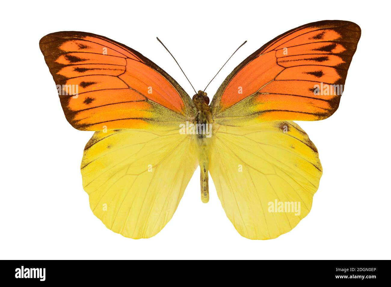 Hübsche orange und gelbe Schmetterling mit ausgebreiteten Flügeln isoliert auf Ein weißer Hintergrund Stockfoto