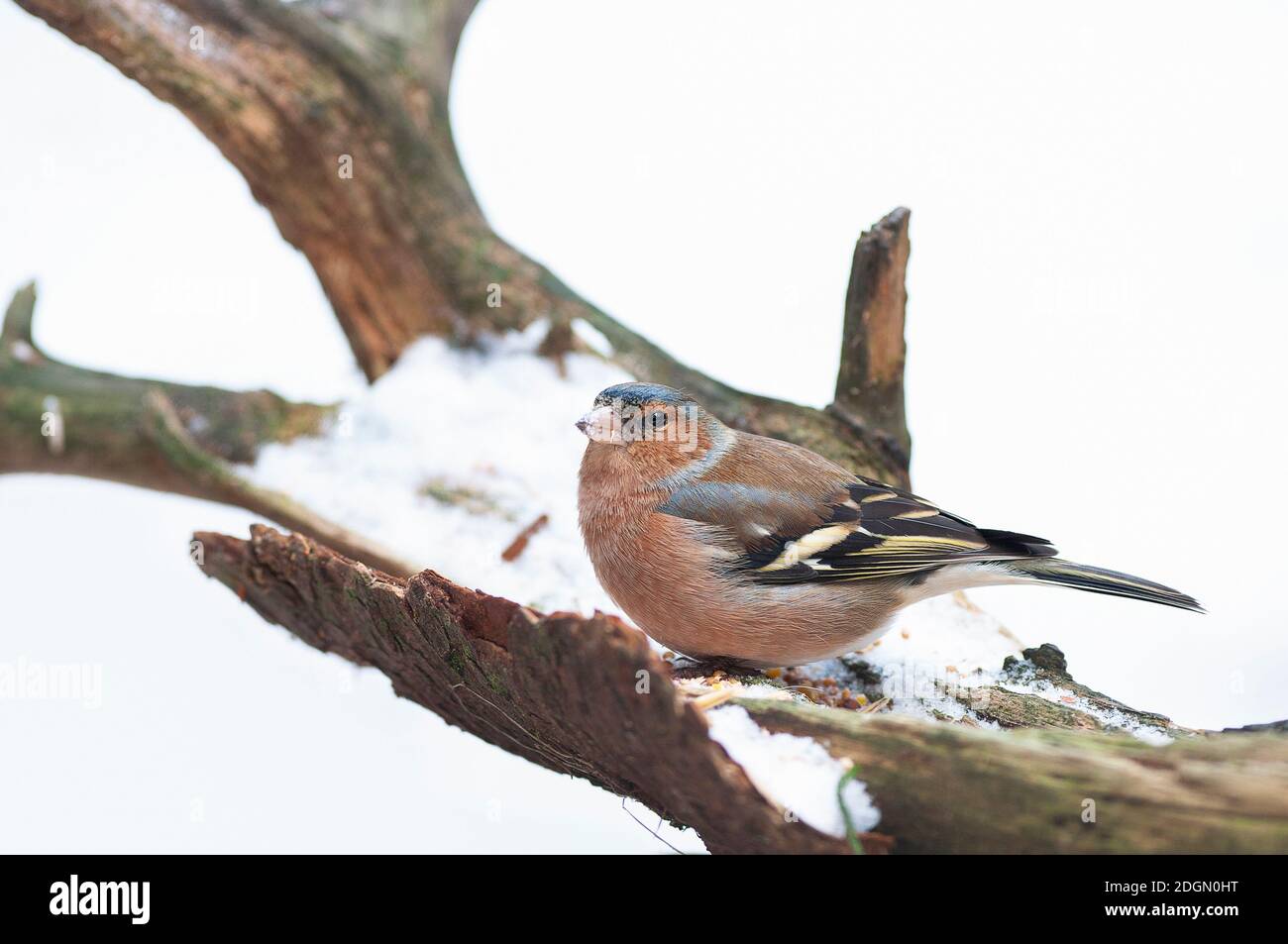Gemeiner Buchfink auf dem Ast mit Schnee auf dem Weißen Schneehintergrund Stockfoto