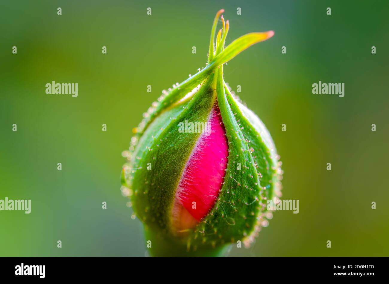 Rose Knospe bereit, auf einem grünen verschwommenen Hintergrund blüht werden. Makroaufnahme. Stockfoto