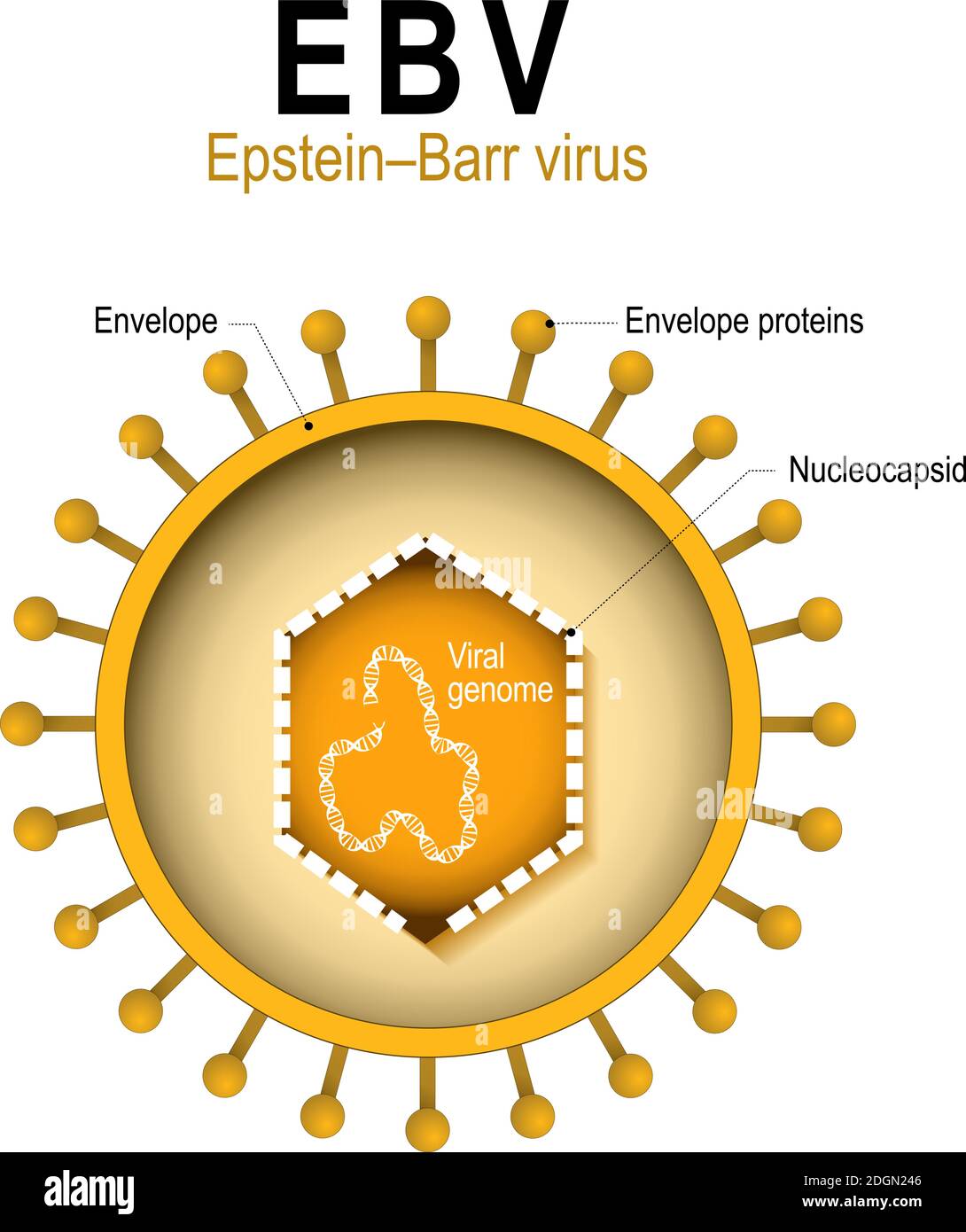 Epstein-Barr-Virus (EBV). Humanes Herpesvirus 4 (HHV). Struktur des menschlichen Herpesvirus. Ursache für infektiöse Mononukleose und Krebs Stock Vektor