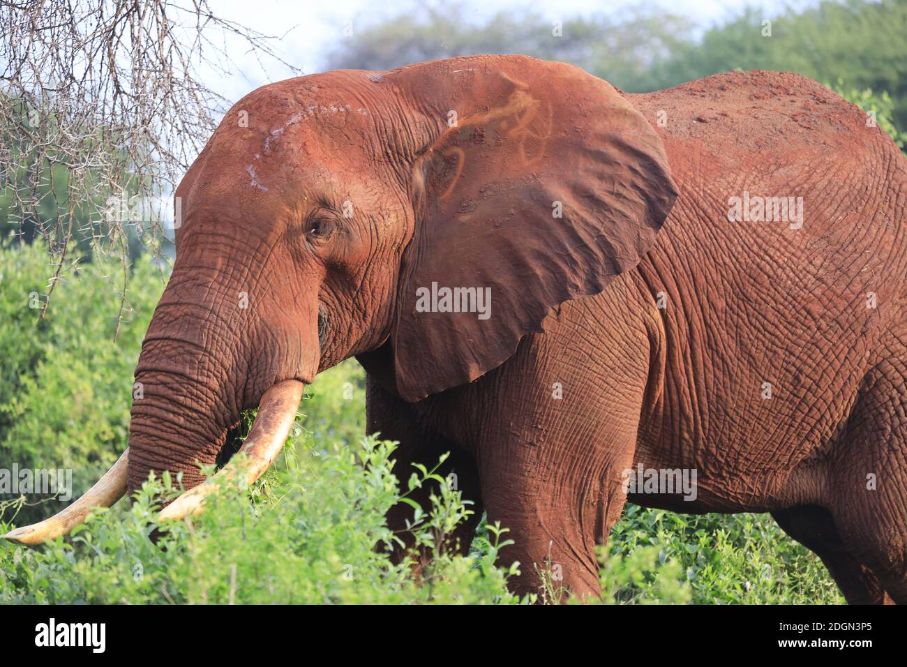 Elefanten mit roter Haut wegen Staub im Tsavo East Nationalpark, Kenia, Afrika Stockfoto