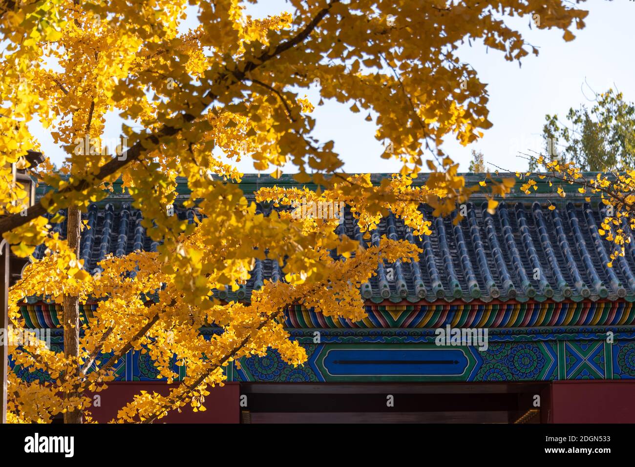 Gingko Tress verwandeln sich in gelbe und gefallene Blätter Haufen auf dem Boden am Tempel der Erde, mit alten Stil Architekturen, die um, B Stockfoto