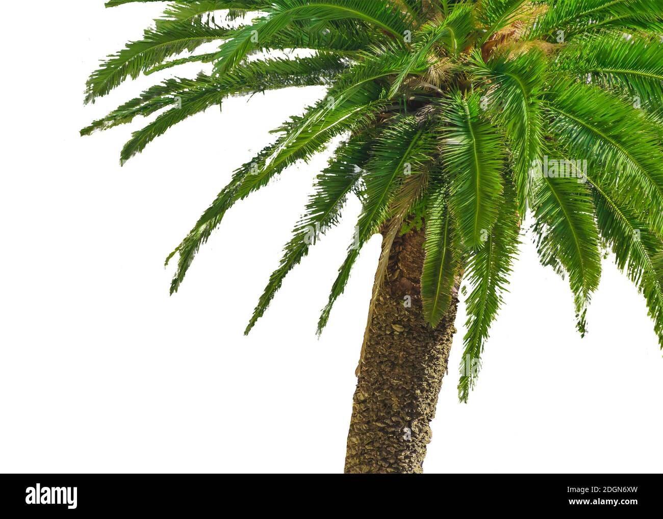 Isolierte Werk in weißer Hintergrund Stockfoto