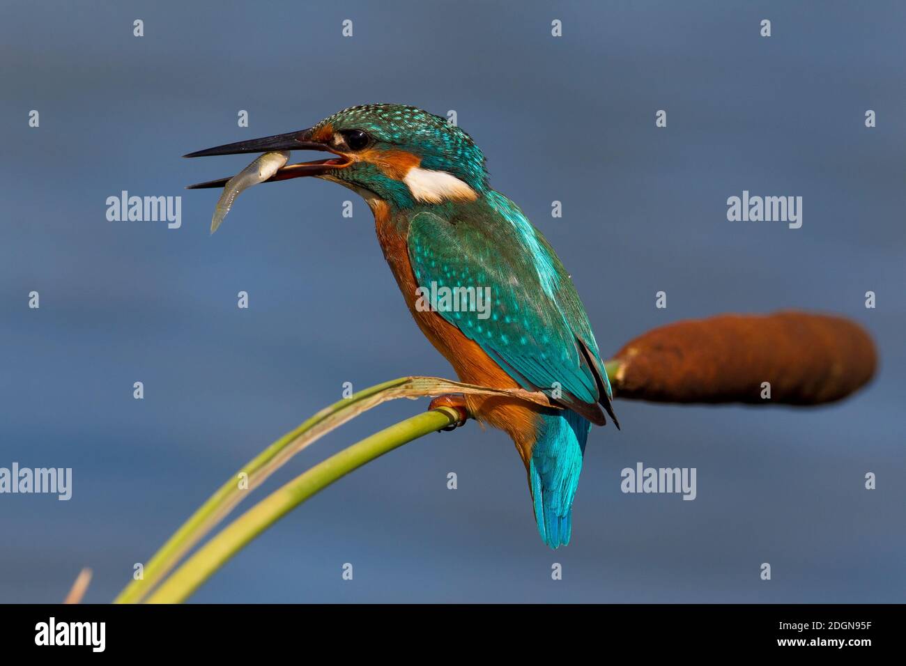 Martin Pescatore, Eisvogel, Alcedo atthis Stockfoto