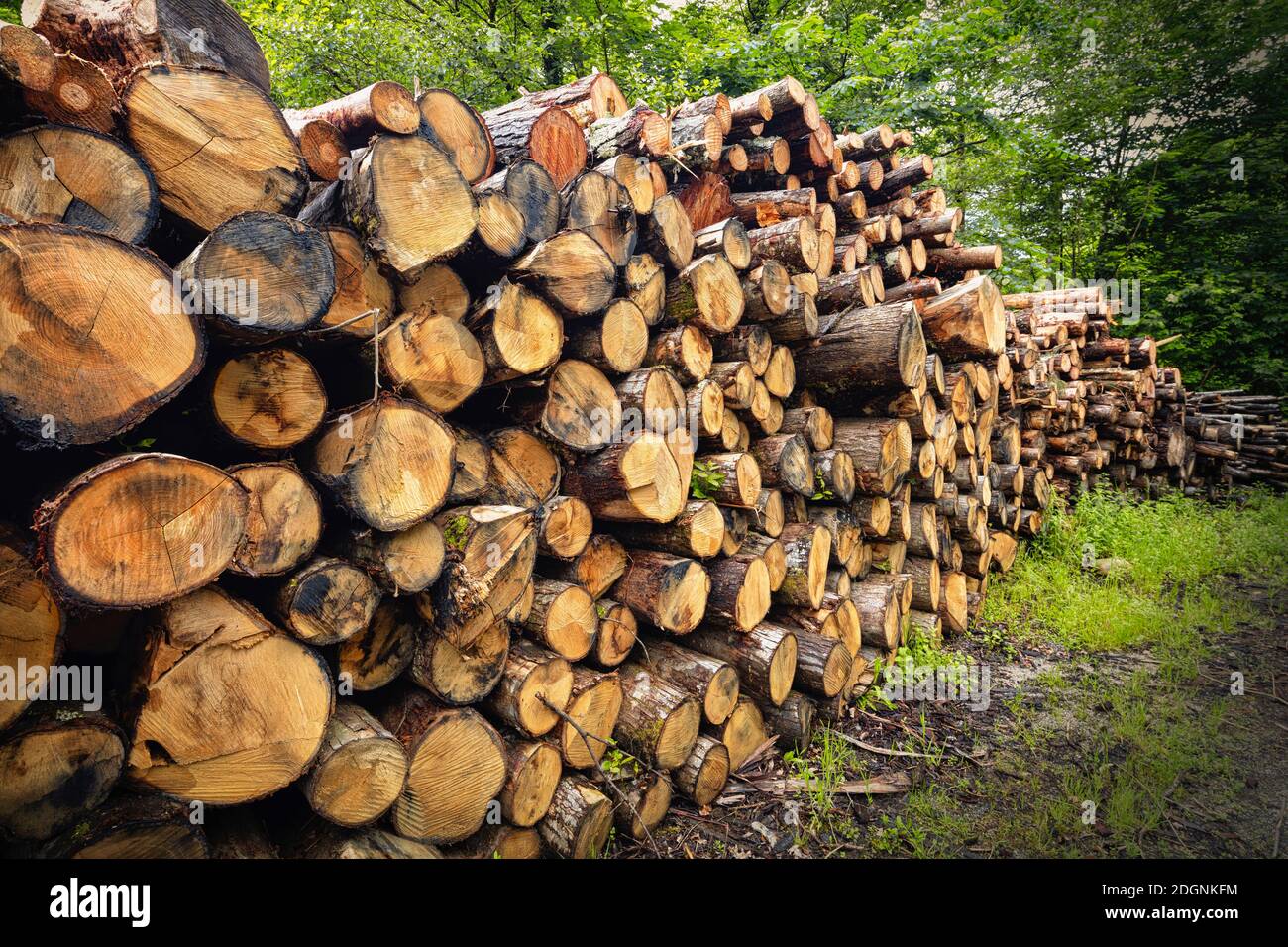 Holz gestapelt in Bereitschaft für den Winter. Asturien, Spanien Stockfoto