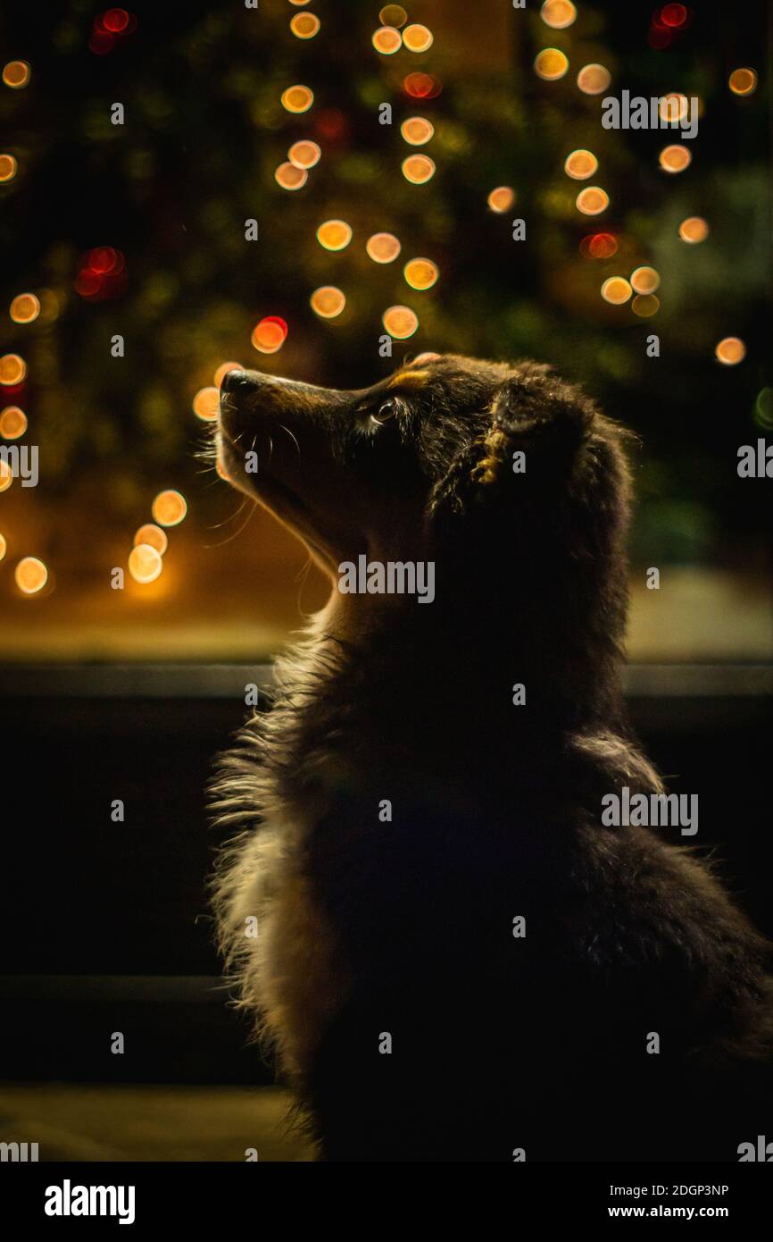Dog Christmas Advent Stockfotos Und Bilder Kaufen Alamy