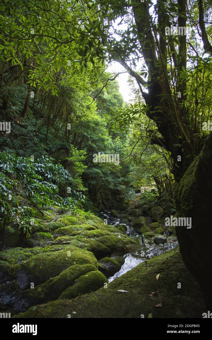 Bach in der Nähe von Salto do Prego, Sao Miguel Island, Azoren Stockfoto